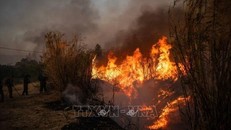 Cháy rừng thiêu rụi diện tích kỷ lục tại Pháp