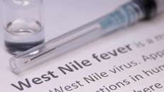 Nguy cơ lây lan virus Tây sông Nile ở châu Âu