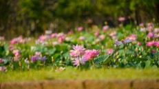 Không ai có thể đánh cắp sự bình an nếu ta không trao nó đi