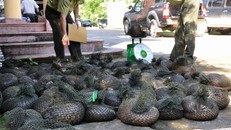 WWF đưa ra cảnh báo khẩn, ngừng phá hủy thiên nhiên để kiềm chế dịch bệnh 