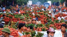 Bắc Giang vừa căng mình chống dịch vừa tìm đường ra cho vạn tấn vải thiều sắp thu hoạch