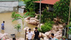 Thức trắng đêm cứu hàng nghìn con lợn bị ngập trong nước lũ