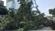 Cây đa cổ thụ đổ chắn ngang đường khiến nhiều người hốt hoảng. (Ảnh: Vietnamnet)