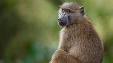 Các nhà khoa học đã thành công khi ghép tim lợn vào khỉ đầu chó. (Ảnh minh họa)