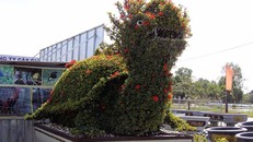 Cặp long quy từ hoa mẫu đơn giá 400 triệu ở miền Tây ngàn người mê