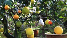 Mười loại quả cùng chín rộ trên... một thân cây