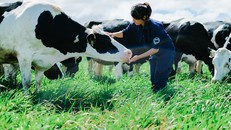 Vinamilk có hệ thống trang trại đạt chuẩn GLOBAL G.A.P lớn nhất châu Á