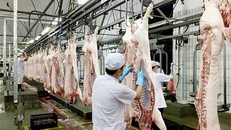 Heo sữa, trứng vịt xuất ngoại mang về hơn nửa tỉ USD