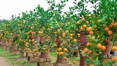 Độc đáo quất bonsai trồng trong bình gốm chơi Tết ở Hà Nội
