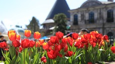 Hơn triệu bông Tulip biến Bà Nà thành 'xứ sở Hà Lan'