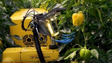 Robot công nghệ cao hái ớt chuông trong 24 giây
