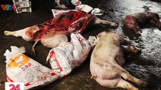 Thâm nhập cơ sở giết mổ lợn bệnh, lợn chết