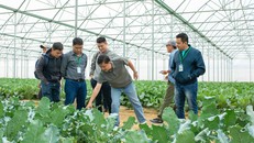 Hợp tác với VinEco, hơn 800 hộ nông dân tham gia chuỗi sản xuất nông sản sạch