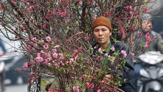 Hoa đào dạo phố, mọi nẻo đường Hà Nội tràn ngập không khí Tết