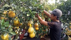 Anh Văn Anh chăm sóc lại chậu bưởi Diễn có giá 26 triệu đồng. Ảnh: Trúc Phương