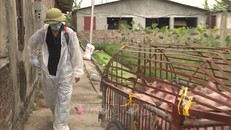 Các chủ trang trại tăng cường phun khử trùng tiêu độc. Ảnh: Đinh Tuấn/TTXVN