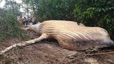 Xác con cá voi được tìm thấy trong khu rừng rậm Brazil. (Ảnh: Instagram)