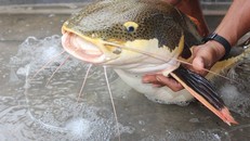 Cá hồng vỹ quý hiếm ông Chiếc bắt được dưới ao. (Ảnh: Trần Thanh Phong)