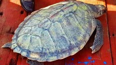 Cá thể rùa biển được thả về tự nhiên. Ảnh: H.Nam.