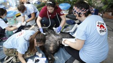 Cứu hộ thành công 5 cá thể gấu ở Bình Dương và Đồng Nai