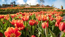 Lễ hội hoa tulip lớn nhất Việt Nam – vũ điệu của sự quyến rũ