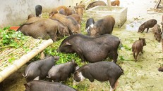 Quy định 'lạ đời' về thức ăn chăn nuôi: Lợn không được ăn bèo tây, rau chuối