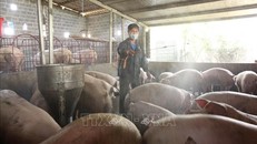 Phun thuốc tiêu độc phòng tránh dịch bệnh cho đàn lợn. Ảnh: Quý Trung/TTXVN