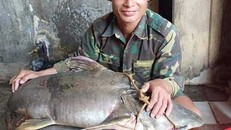 ‘Thủy quái’ sông Nậm Mộ dính câu dân vạn chài