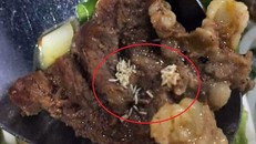 Cả ổ giòi được phát hiện trong miếng thịt của suất ăn công nhân.