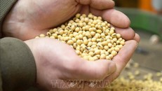 Nông dân kiểm tra đậu tương tại một nông trại ở Iowa, Mỹ. Ảnh: AFP/TTXVN