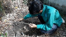 Công nhân nhà máy rác TP.Cà Mau đào, xới nơi được cho là chôn xác thai nhi.