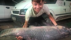 Cá trắm đen “khủng” dài 1,5m, nặng 50kg dính lưới ngư dân.