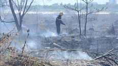 Kịp thời dập tắt vụ cháy rừng trên núi Sơn Trà, Đà Nẵng