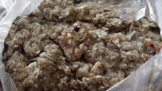 Chưa rõ mục đích thương lái ồ ạt mua vảy cá tại Đồng Tháp