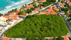 Cây điều cổ thụ lớn nhất thế giới, tán rộng hơn sân bóng đá