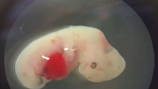 Nhóm nghiên cứu sẽ đình chỉ thí nghiệm nếu số lượng tế bào gốc người ở não phôi thai chuột vượt quá 30%. - Ảnh: Science Alert.