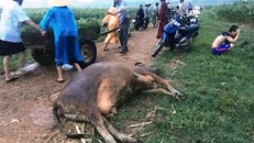 Hiện trường nơi bà K. bị sét đánh tử vong.