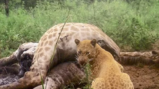 Đây là con báo hoa mai lông hồng thứ hai được ghi hình trên thế giới. Ảnh: Fox News.