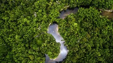 Điều gì xảy ra nếu rừng Amazon biến mất?