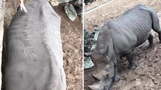 Tê giác bị viết tên trên lưng ở sở thú Pháp. Ảnh: AFP.