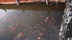 Cá Koi Nhật Bản bơi tung tăng trong khu thí điểm bằng Công nghệ Nhật Bản tại Hồ Tây (ảnh chụp lúc 14h chiều 19/9/2019). - Ảnh: Dân Trí