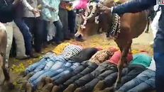 Nằm cho đàn trâu bò chà đạp để nhận phước lành