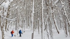 Du lịch Nhật Bản mùa đông: Đừng bỏ qua 'thiên đường' trượt tuyết Fukushima