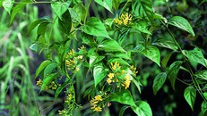 Chất độc trong lá ngón giết người nhanh như thế nào?