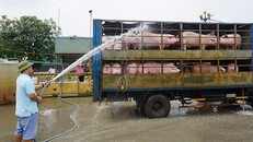 Lợn nhập lậu tràn qua biên giới, QLTT ra công văn khẩn