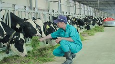 Tết tại ‘resort’ bò sữa Vinamilk có gì đặc biệt?