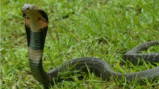 Rắn hổ mang Trung Quốc đã được xác định là một trong hai loài rắn có thể là vật chủ mang virus corona. - Ảnh: AFCD