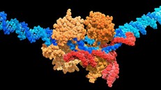 Phát triển công cụ chỉnh sửa gene 'siêu chính xác'