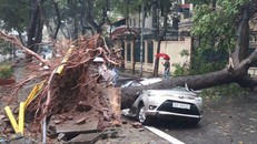 Một cây lớn đổ đè bẹp ôtô ở khu đô thị Định Công. - Ảnh: Tuổi Trẻ