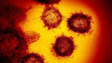 Nhà khoa học Việt tìm thấy 93 đột biến gene của nCoV